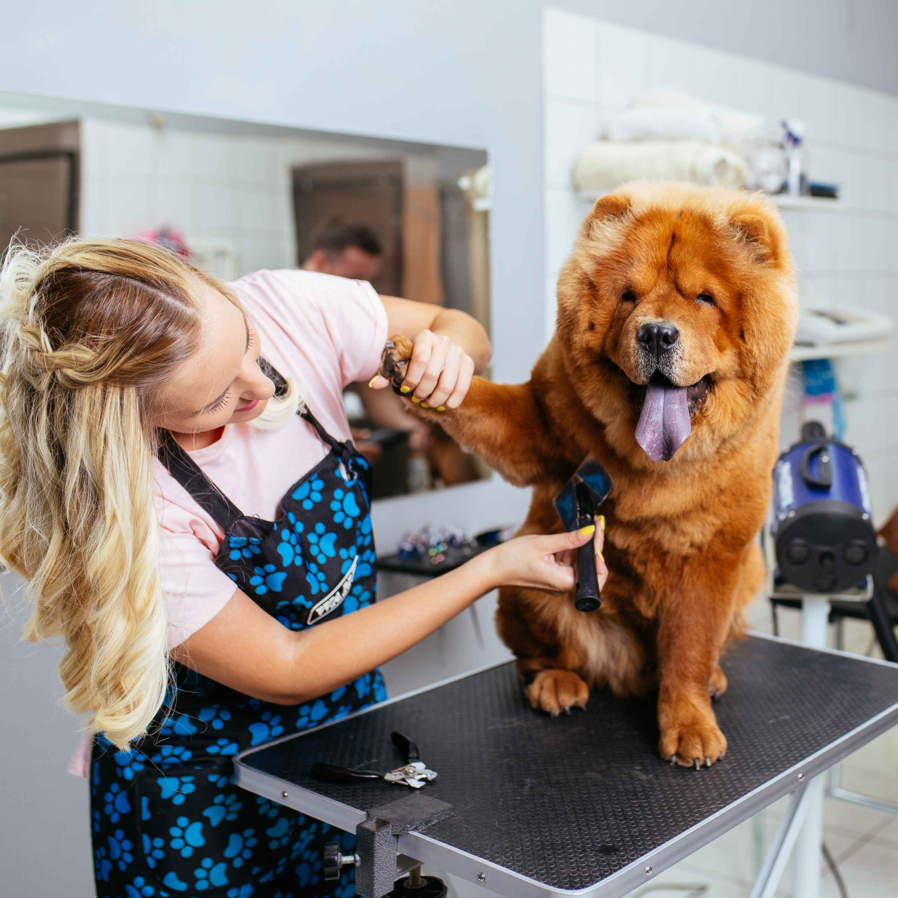 Essential Tips for Pet Care - Pawtopix