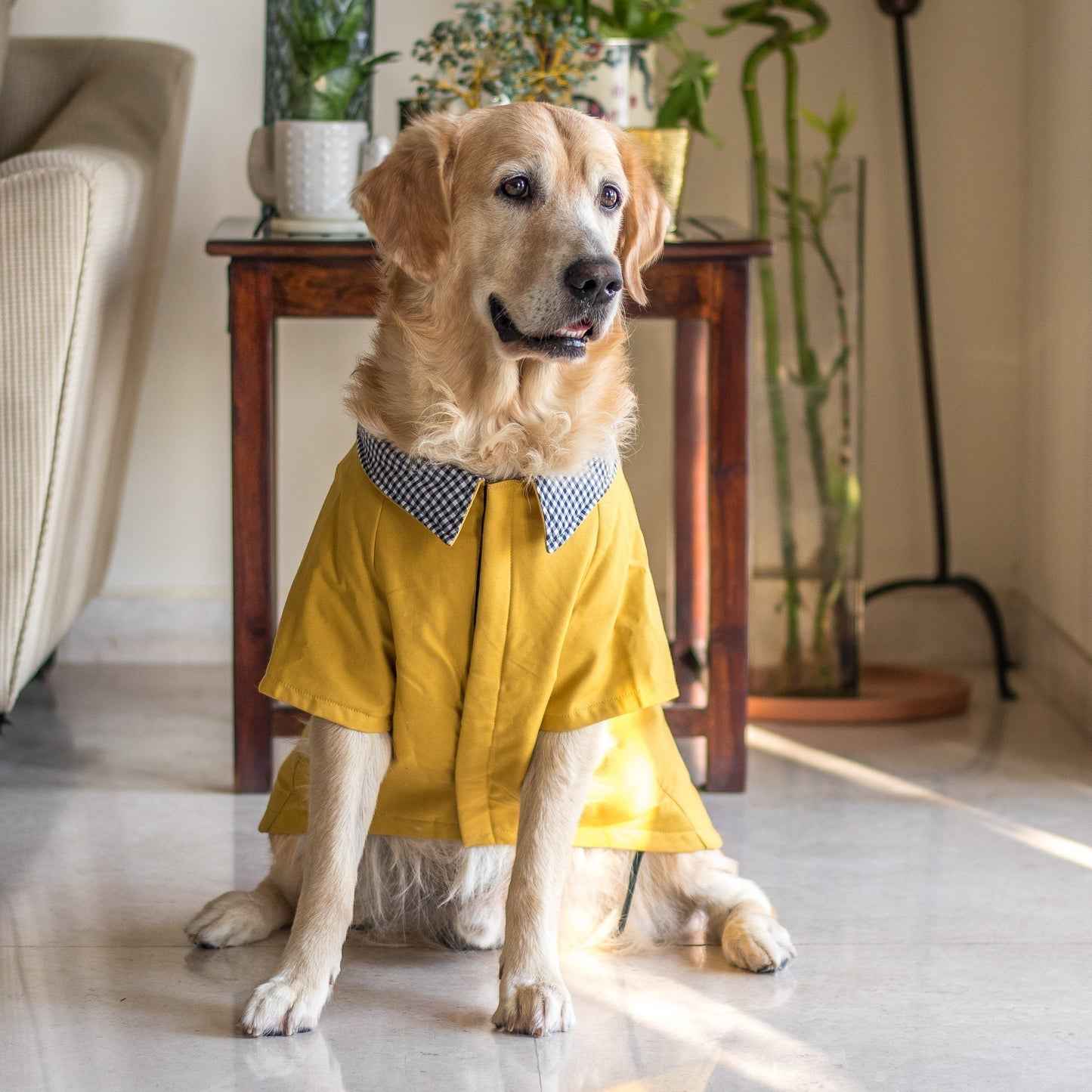 Tips for Choosing Stylish and Comfortable Pet Clothing - Pawtopix