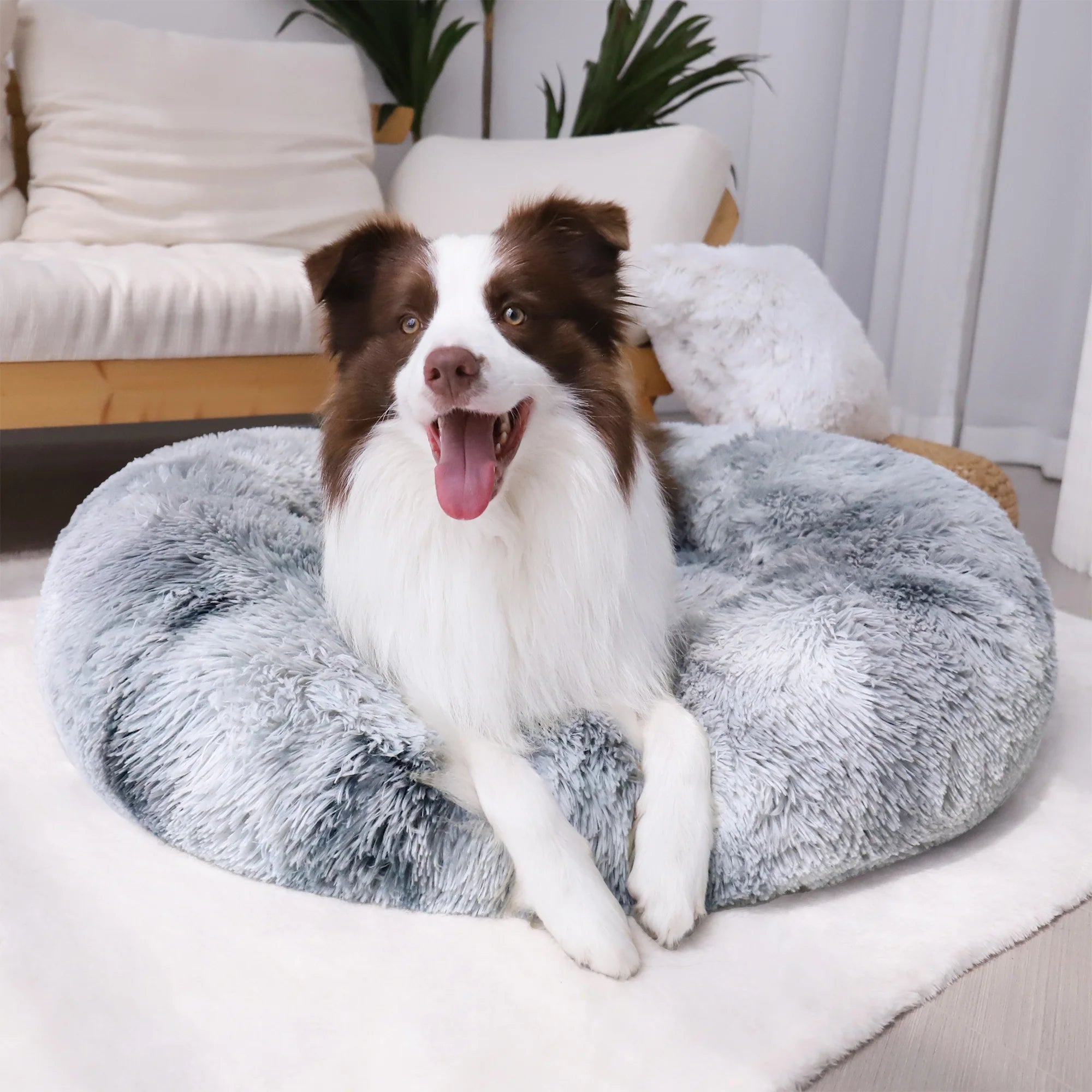 Brown and white dog relaxing on gray round anti-anxiety plush pet bed in living room on white rug