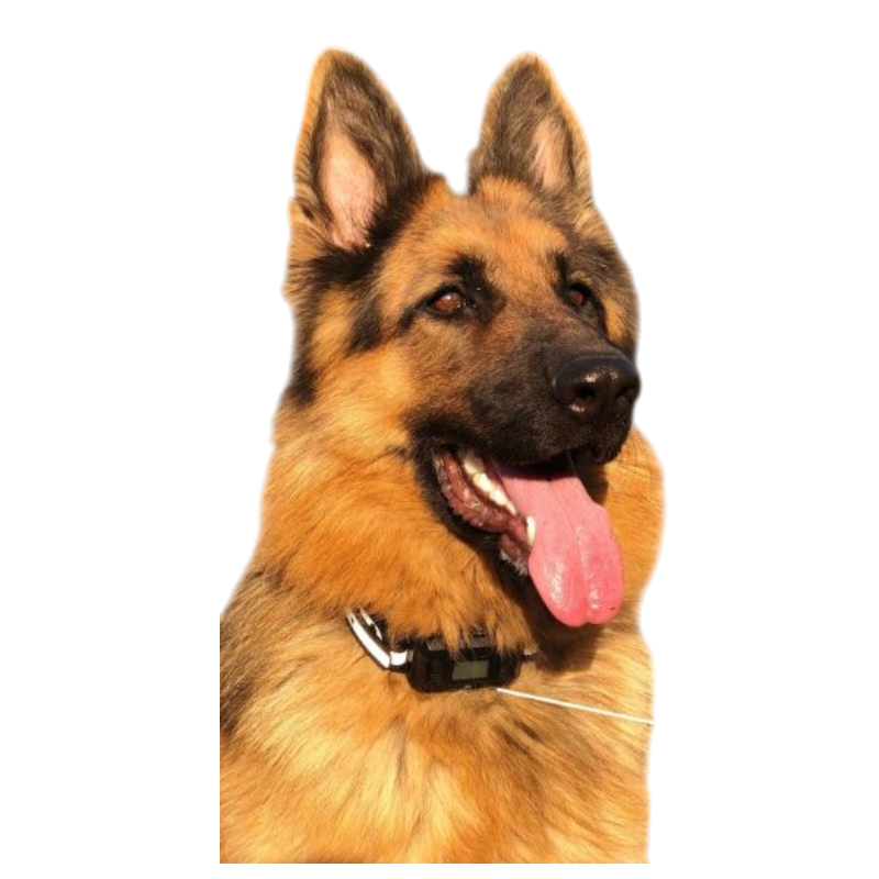 Pawtopix German Shepherd wearing GPS tracking collar shown as GPS dog fence with AI scene recognition for safe roaming