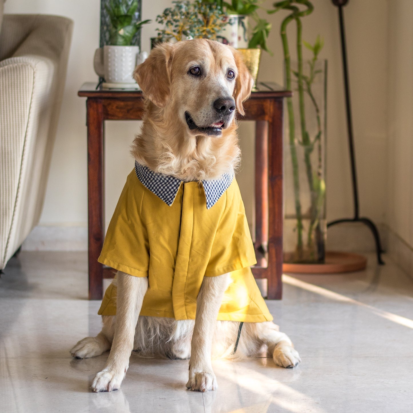 Tips for Choosing Stylish and Comfortable Pet Clothing