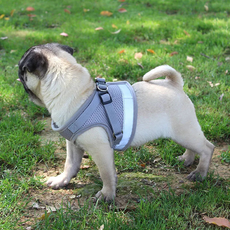 Safety Pet Harness Leash