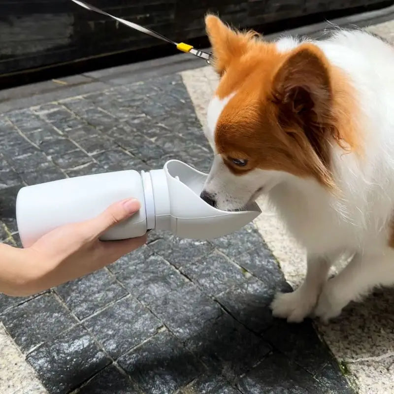 Bouteille d'eau portable pour animaux de compagnie