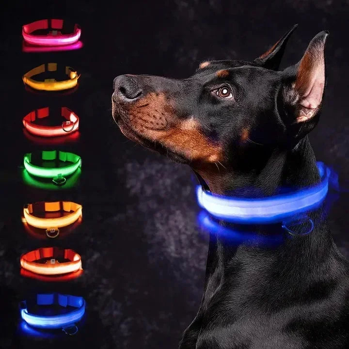 Collier pour chien avec LED clignotante