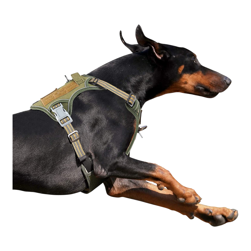 Pawtopix tactical dog harness large no pull on running Doberman in olive green with metal buckle and adjustable straps
