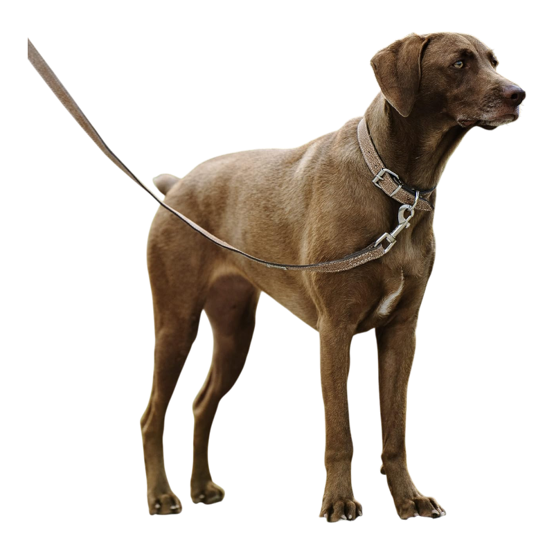 Pawtopix luxury leather dog leash on brown Labrador wearing matching leather collar with brass hardware