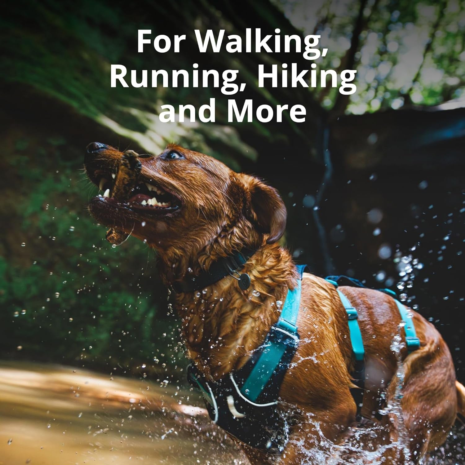 Brown retriever wearing teal reflective no pull dog harness splashing through water while running outdoors