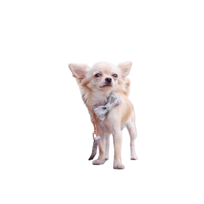 Small cream chihuahua wearing a floral cotton dog collar with bow and matching leash on black background